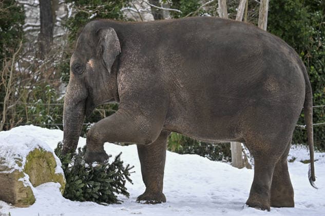 Berlin Zoo residents feast on Christmas trees BERLIN, GERMANY - JANUARY 5: Elephants of the Zoologischer Garten Zoo enjoy a festive feast with leftover Christmas trees, as zoo staff offered unsold trees from the holiday season to several animals in Berlin, Germany on January 5, 2026. Halil Sagirkaya Anadolu Berlin Germany. Editorial use only. Please get in touch for any other usage.  Copyright: x2026xAnadoluxHalilxSagirkayax