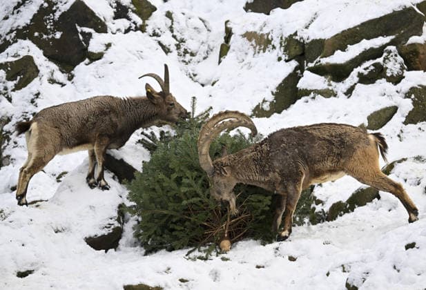 Berlin Zoo residents feast on Christmas trees BERLIN, GERMANY - JANUARY 5: Siberian ibex of the Zoologischer Garten Zoo enjoy a festive feast with leftover Christmas trees, as zoo staff offered unsold trees from the holiday season to several animals in Berlin, Germany on January 5, 2026. Halil Sagirkaya Anadolu Berlin Germany. Editorial use only. Please get in touch for any other usage.  Copyright: x2026xAnadoluxHalilxSagirkayax