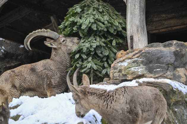 Berlin Zoo residents feast on Christmas trees BERLIN, GERMANY - JANUARY 5: Siberian ibex of the Zoologischer Garten Zoo enjoy a festive feast with leftover Christmas trees, as zoo staff offered unsold trees from the holiday season to several animals in Berlin, Germany on January 5, 2026. Halil Sagirkaya Anadolu Berlin Germany. Editorial use only. Please get in touch for any other usage.  Copyright: x2026xAnadoluxHalilxSagirkayax