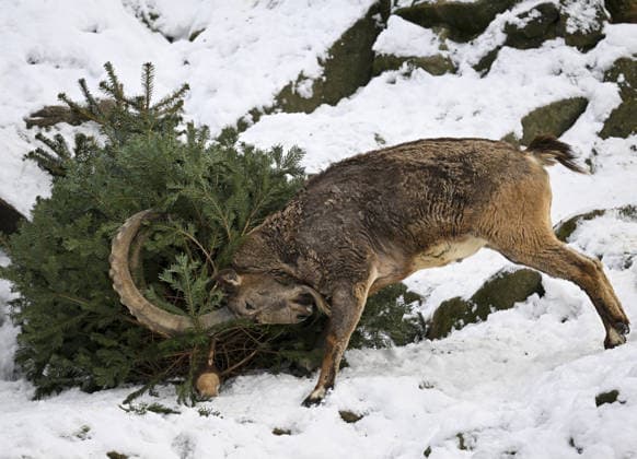 Berlin Zoo residents feast on Christmas trees BERLIN, GERMANY - JANUARY 5: Siberian ibex of the Zoologischer Garten Zoo enjoy a festive feast with leftover Christmas trees, as zoo staff offered unsold trees from the holiday season to several animals in Berlin, Germany on January 5, 2026. Halil Sagirkaya Anadolu Berlin Germany. Editorial use only. Please get in touch for any other usage.  Copyright: x2026xAnadoluxHalilxSagirkayax
