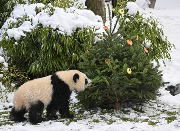 Berlin Zoo residents feast on Christmas trees BERLIN, GERMANY - JANUARY 5: Pandas of the Zoologischer Garten Zoo enjoy a festive feast with leftover Christmas trees, as zoo staff offered unsold trees from the holiday season to several animals in Berlin, Germany on January 5, 2026. Halil Sagirkaya Anadolu Berlin Germany. Editorial use only. Please get in touch for any other usage.  Copyright: x2026xAnadoluxHalilxSagirkayax
