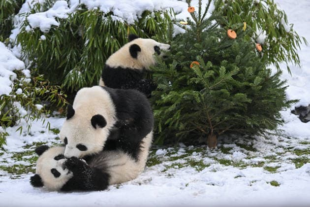 Berlin Zoo residents feast on Christmas trees BERLIN, GERMANY - JANUARY 5: Pandas of the Zoologischer Garten Zoo enjoy a festive feast with leftover Christmas trees, as zoo staff offered unsold trees from the holiday season to several animals in Berlin, Germany on January 5, 2026. Halil Sagirkaya Anadolu Berlin Germany. Editorial use only. Please get in touch for any other usage.  Copyright: x2026xAnadoluxHalilxSagirkayax