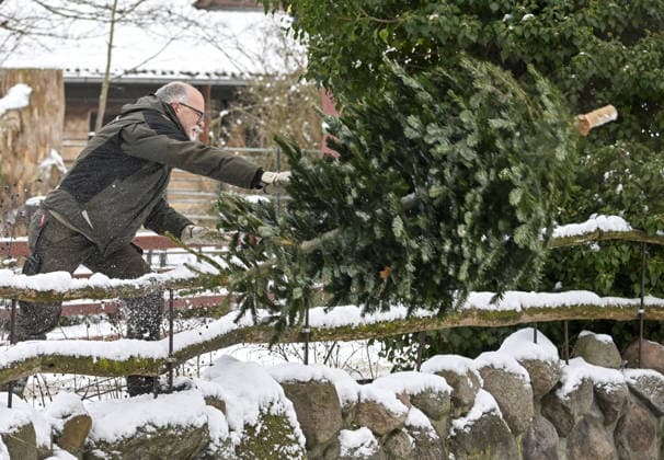 Berlin Zoo residents feast on Christmas trees BERLIN, GERMANY - JANUARY 5: Residents of the Zoologischer Garten Zoo enjoy a festive feast with leftover Christmas trees, as zoo staff offered unsold trees from the holiday season to several animals in Berlin, Germany on January 5, 2026. Halil Sagirkaya Anadolu Berlin Germany. Editorial use only. Please get in touch for any other usage.  Copyright: x2026xAnadoluxHalilxSagirkayax