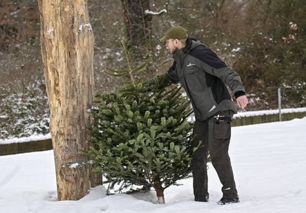 Berlin Zoo residents feast on Christmas trees BERLIN, GERMANY - JANUARY 5: Residents of the Zoologischer Garten Zoo enjoy a festive feast with leftover Christmas trees, as zoo staff offered unsold trees from the holiday season to several animals in Berlin, Germany on January 5, 2026. Halil Sagirkaya Anadolu Berlin Germany. Editorial use only. Please get in touch for any other usage.  Copyright: x2026xAnadoluxHalilxSagirkayax