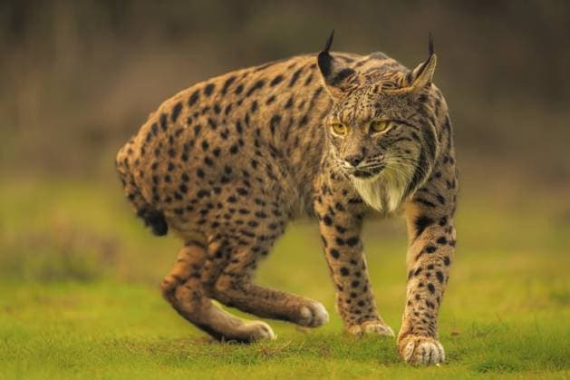 Pardelluchs, Iberischer Luchs, Lynx pardinus, Castilla La Mancha, Spanien Common Lynx, Iberian Lynx, Lynx pardinus, Castilla La Mancha, Spain Copyright: imageBROKER DetlefxDenne ibxdet16160406.jpg