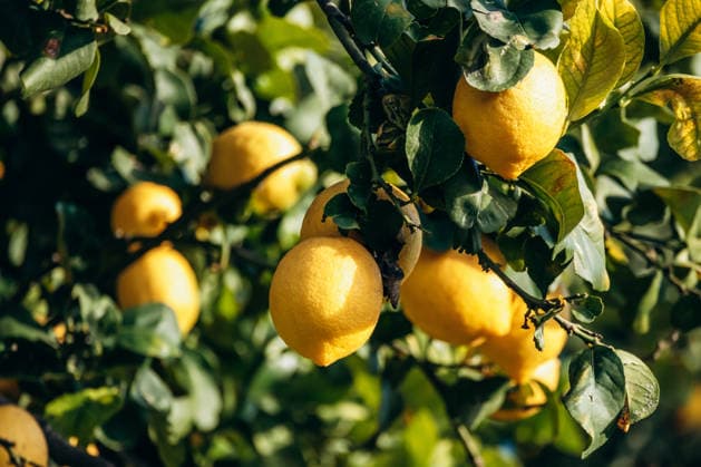 Reife Zitronen an Zitronenbäumen in einem Garten in Menton an der Côte d Azur Ripe lemons growing on lemon trees in a garden in Menton on the French Riviera (License=RF) Copyright: xZoonar.com AndreixAntipovx 24428411