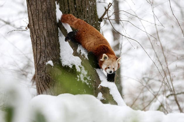 Winter at the Zagreb Zoo, Zagreb, Croatia A red panda is seen standing on a snow-covered branch at the Zagreb Zoo in Zagreb, Croatia on January 7, 2026.  IgorxKralj PIXSELL