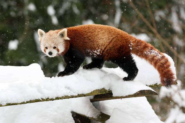 Winter at the Zagreb Zoo, Zagreb, Croatia A red panda is seen standing on a snow-covered branch at the Zagreb Zoo in Zagreb, Croatia on January 7, 2026.  IgorxKralj PIXSELL