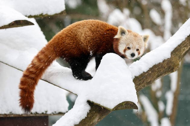 Winter at the Zagreb Zoo, Zagreb, Croatia A red panda is seen standing on a snow-covered branch at the Zagreb Zoo in Zagreb, Croatia on January 7, 2026.  IgorxKralj PIXSELL