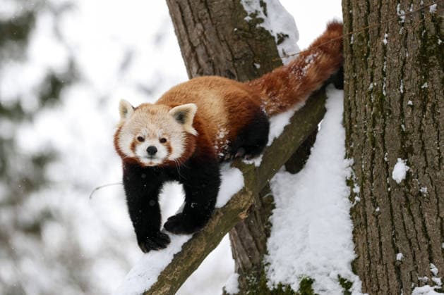 Winter at the Zagreb Zoo, Zagreb, Croatia A red panda is seen standing on a snow-covered branch at the Zagreb Zoo in Zagreb, Croatia on January 7, 2026.  IgorxKralj PIXSELL