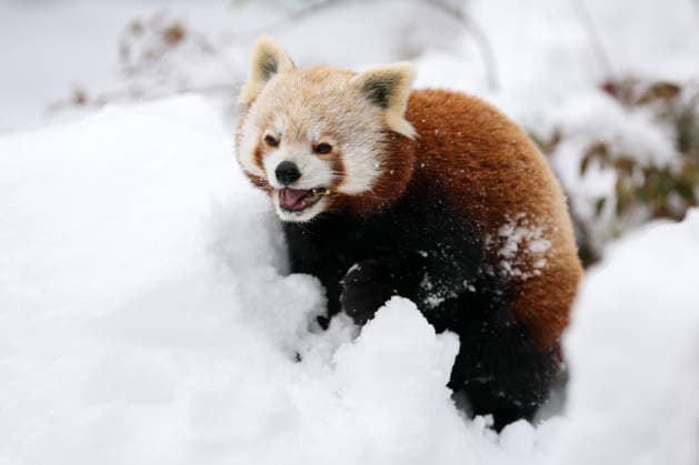 Winter at the Zagreb Zoo, Zagreb, Croatia A red panda is seen in a snow-covered branch at the Zagreb Zoo in Zagreb, Croatia on January 7, 2026.  IgorxKralj PIXSELL