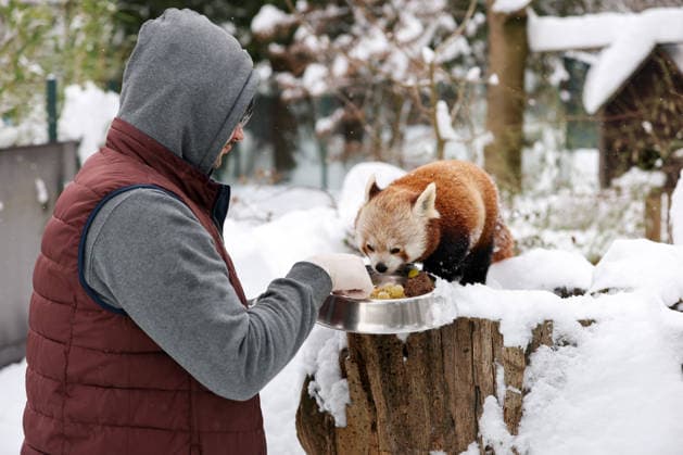 Winter at the Zagreb Zoo, Zagreb, Croatia Zookeeper feeds red panda in a snow-covered Zagreb Zoo in Zagreb, Croatia on January 7, 2026.  IgorxKralj PIXSELL
