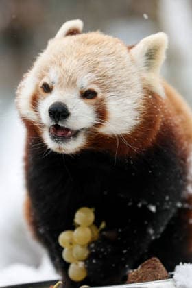 Winter at the Zagreb Zoo, Zagreb, Croatia Red panda enjoys eating grapes in a snow-covered Zagreb Zoo in Zagreb, Croatia on January 7, 2026.  IgorxKralj PIXSELL