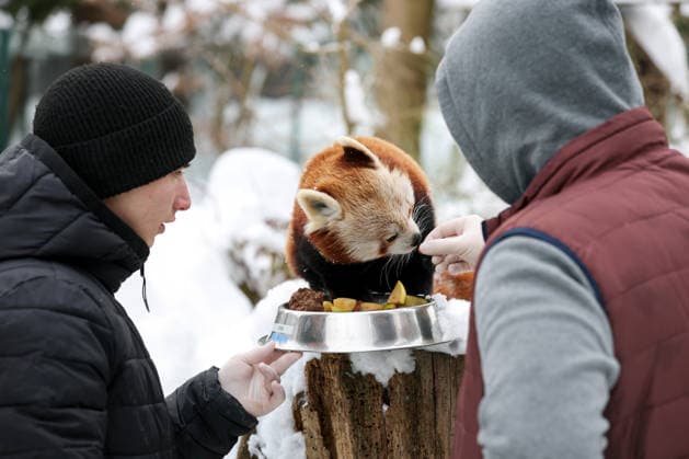 Winter at the Zagreb Zoo, Zagreb, Croatia Zookeeper feeds red panda in a snow-covered Zagreb Zoo in Zagreb, Croatia on January 7, 2026.  IgorxKralj PIXSELL