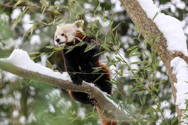 Winter at the Zagreb Zoo, Zagreb, Croatia A red panda is seen standing on a snow-covered branch at the Zagreb Zoo in Zagreb, Croatia on January 7, 2026.  IgorxKralj PIXSELL