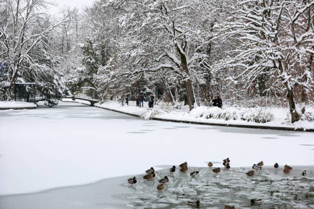 Winter at the Zagreb Zoo, Zagreb, Croatia Birds are seen on the frozen lake in a snow-covered Zagreb Zoo in Zagreb, Croatia on January 7, 2026.  IgorxKralj PIXSELL