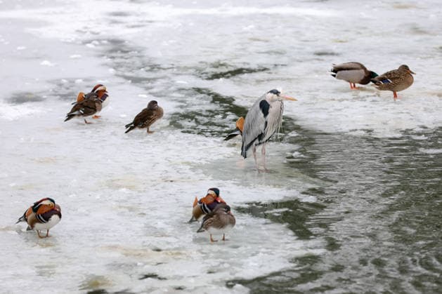 Winter at the Zagreb Zoo, Zagreb, Croatia Birds are seen on the frozen lake in a snow-covered Zagreb Zoo in Zagreb, Croatia on January 7, 2026.  IgorxKralj PIXSELL