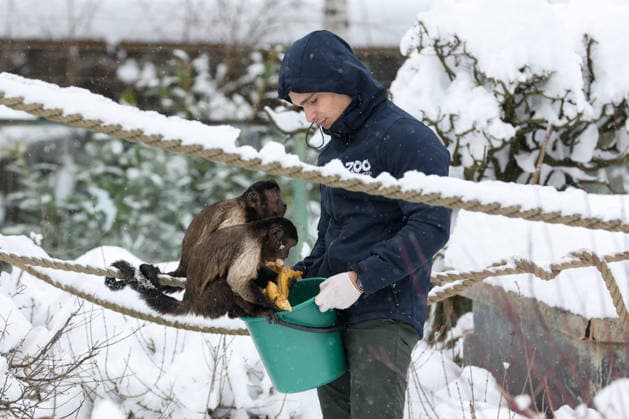 Winter at the Zagreb Zoo, Zagreb, Croatia Zookeeper feeds brown capuchins in a snow-covered Zagreb Zoo in Zagreb, Croatia on January 7, 2026.  IgorxKralj PIXSELL