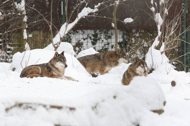 Winter at the Zagreb Zoo, Zagreb, Croatia Wolves are seen in a snow-covered Zagreb Zoo in Zagreb, Croatia on January 7, 2026.  IgorxKralj PIXSELL