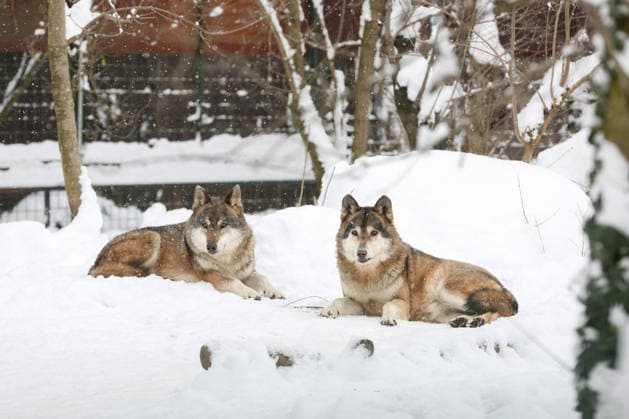 Winter at the Zagreb Zoo, Zagreb, Croatia Wolves are seen in a snow-covered Zagreb Zoo in Zagreb, Croatia on January 7, 2026.  IgorxKralj PIXSELL