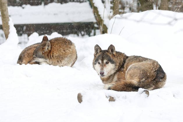 Winter at the Zagreb Zoo, Zagreb, Croatia Wolves are seen in a snow-covered Zagreb Zoo in Zagreb, Croatia on January 7, 2026.  IgorxKralj PIXSELL