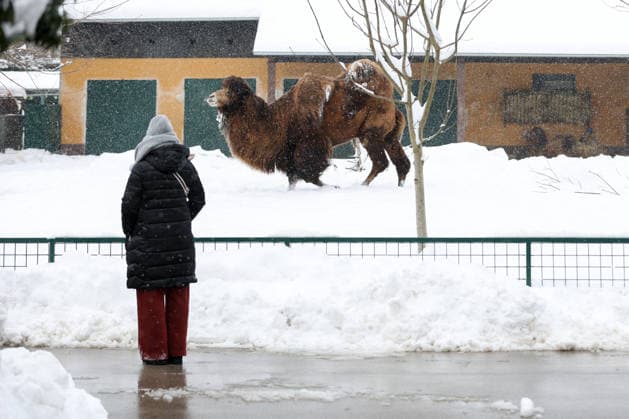 Winter at the Zagreb Zoo, Zagreb, Croatia Camel is seen in a snow-covered Zagreb Zoo in Zagreb, Croatia on January 7, 2026.  IgorxKralj PIXSELL