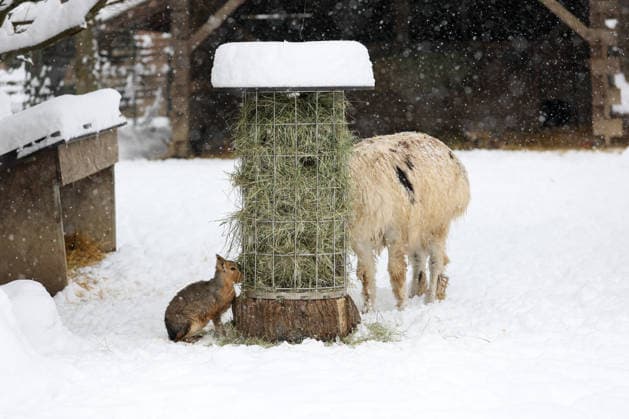 Winter at the Zagreb Zoo, Zagreb, Croatia Animals are seen while eating in a snow-covered Zagreb Zoo in Zagreb, Croatia on January 7, 2026.  IgorxKralj PIXSELL