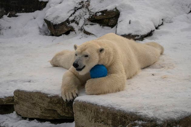 The polar bears Ursus maritimus at Tierpark Berlin Friedrichsfelde are clearly feeling at home in temperatures of around minus ten degrees Celsius