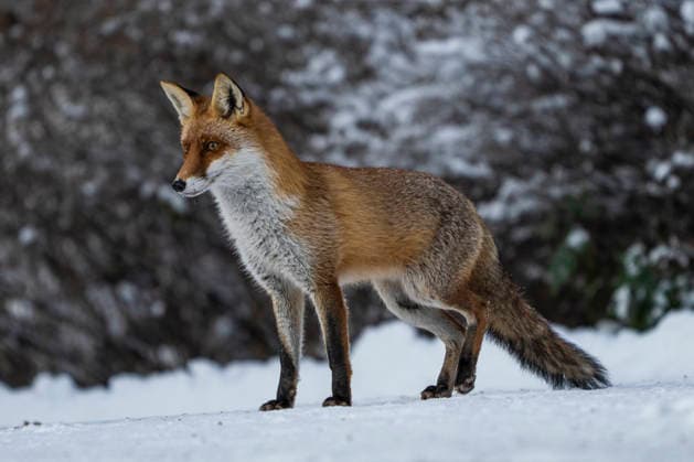 A red fox Vulpes vulpes Berlin Friedrichsfelde
