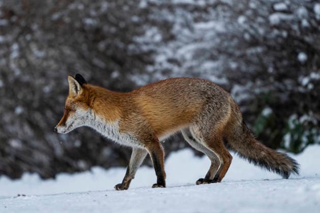 A red fox Vulpes vulpes Berlin Friedrichsfelde