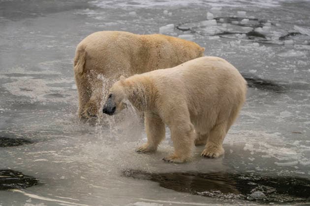 The polar bears Ursus maritimus at Tierpark Berlin Friedrichsfelde are clearly feeling at home in temperatures of around minus ten degrees Celsius