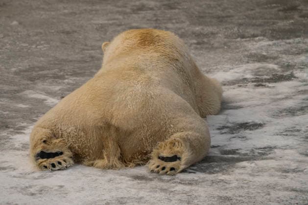 The polar bears Ursus maritimus at Tierpark Berlin Friedrichsfelde are clearly feeling at home in temperatures of around minus ten degrees Celsius