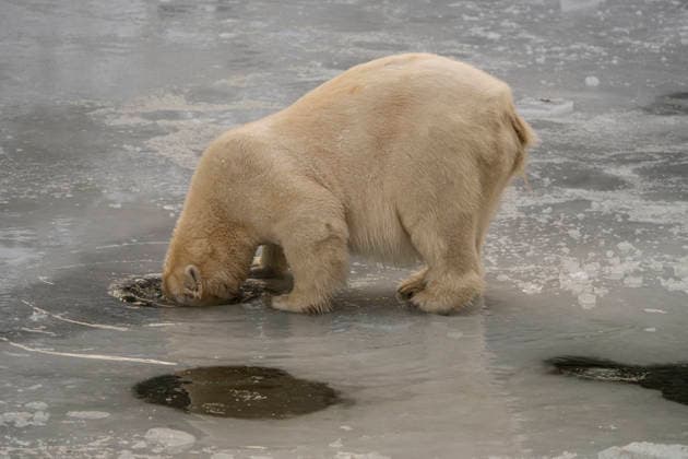 The polar bears Ursus maritimus at Tierpark Berlin Friedrichsfelde are clearly feeling at home in temperatures of around minus ten degrees Celsius