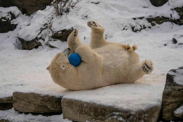 The polar bears Ursus maritimus at Tierpark Berlin Friedrichsfelde are clearly feeling at home in temperatures of around minus ten degrees Celsius