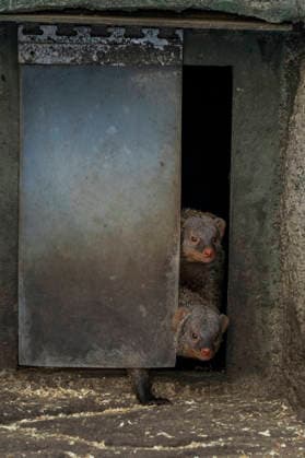 Curious mongoose zebra mongooses look out of their shelter at Tierpark Berlin Friedrichsfelde