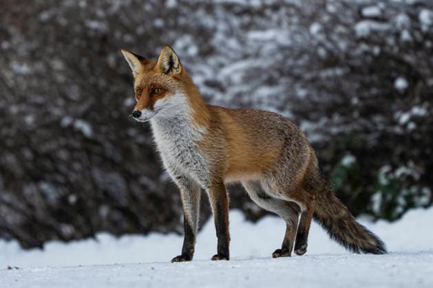 A red fox Vulpes vulpes Berlin Friedrichsfelde