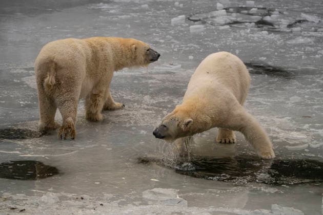 The polar bears Ursus maritimus at Tierpark Berlin Friedrichsfelde are clearly feeling at home in temperatures of around minus ten degrees Celsius