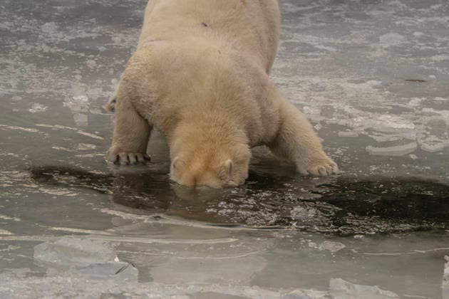 The polar bears Ursus maritimus at Tierpark Berlin Friedrichsfelde are clearly feeling at home in temperatures of around minus ten degrees Celsius