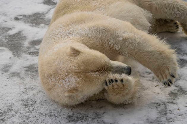 The polar bears Ursus maritimus at Tierpark Berlin Friedrichsfelde are clearly feeling at home in temperatures of around minus ten degrees Celsius