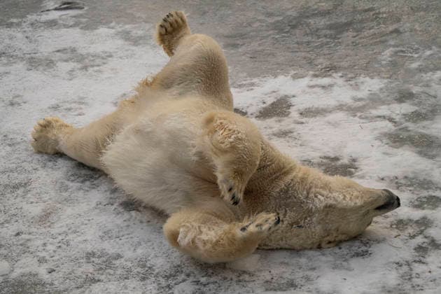 The polar bears Ursus maritimus at Tierpark Berlin Friedrichsfelde are clearly feeling at home in temperatures of around minus ten degrees Celsius