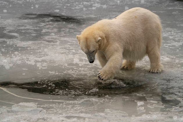 The polar bears Ursus maritimus at Tierpark Berlin Friedrichsfelde are clearly feeling at home in temperatures of around minus ten degrees Celsius