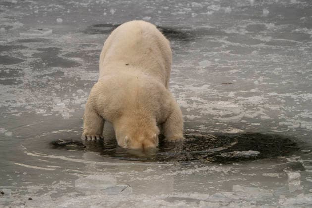 The polar bears Ursus maritimus at Tierpark Berlin Friedrichsfelde are clearly feeling at home in temperatures of around minus ten degrees Celsius