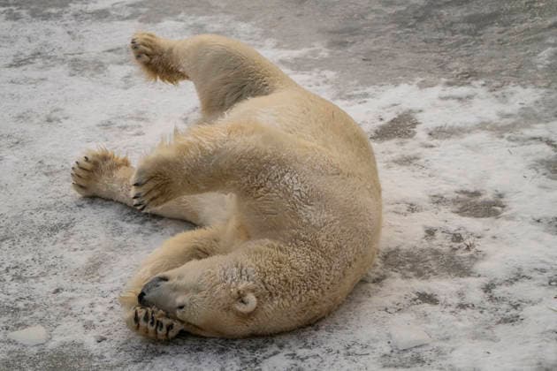 The polar bears Ursus maritimus at Tierpark Berlin Friedrichsfelde are visibly at ease in temperatures of around minus ten degrees Celsius