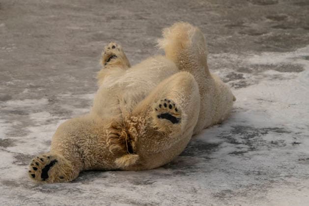 The polar bears Ursus maritimus at Tierpark Berlin Friedrichsfelde are visibly at ease in temperatures of around minus ten degrees Celsius