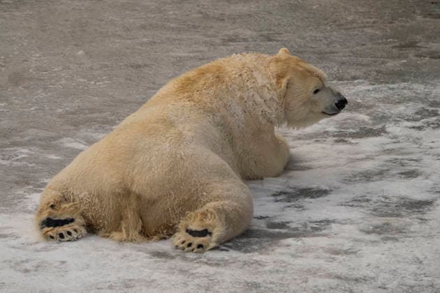 The polar bears Ursus maritimus at Tierpark Berlin Friedrichsfelde are clearly feeling at home in temperatures of around minus ten degrees Celsius