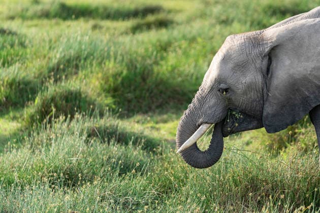 (260108) -- KAJIADO, Jan. 8, 2026 -- An elephant forages at the Amboseli National Park in Kenya, Jan. 8, 2026. Amboseli National Park is one of Kenya s premier vacation destinations and a world-renowned tourist spot. The park is located at the border between Kenya and Tanzania and sits at the foot of Africa s highest mountain, Mount Kilimanjaro. ) KENYA-KAJIADO-AMBOSELI NATIONAL PARK-WILDLIFE XiexJianfei 