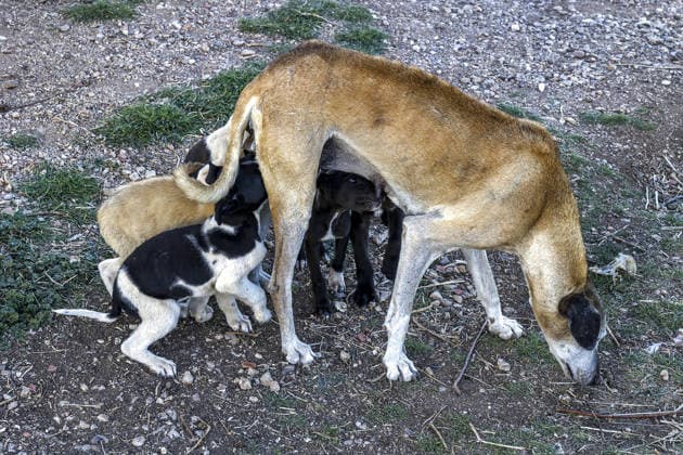 Bitch breastfeeding puppies in Azrou, Morocco Azrou Morocco