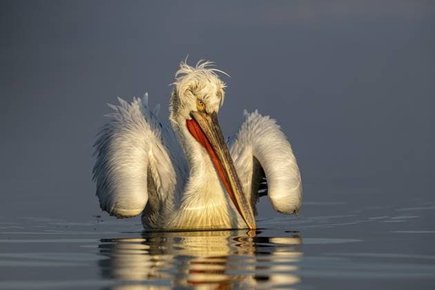 Creative Highlights World Krauskopfpelikan (Pelecanus crispus), Dalmatischer Pelikan, schwimmend, Morgenlicht, im Prachtkleid, Lake Kerkini, Griechenland Dalmatian Pelican (Pelecanus crispus), Dalmatian Pelican, swimming, morning light, in its plumage, Lake Kerkini, Greece Copyright: imageBROKER HeinzxHudelist ibxhei16160251.jpg