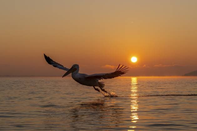 Creative Highlights World Krauskopfpelikan (Pelecanus crispus), Dalmatischer Pelikan, fliegend, Morgenstimmung, Sonnenaufgang, im Prachtkleid, Lake Kerkini, Griechenland Dalmatian Pelican (Pelecanus crispus), Dalmatian Pelican, flying, morning mood, sunrise, in splendour, Lake Kerkini, Greece Copyright: imageBROKER HeinzxHudelist ibxhei16160265.jpg
