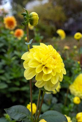Leuchtend gelbe Pompon Dahlia Blüte im Herbst Garten blühen Leuchtend gelbe Pompon Dahlia Blüte im Herbst Garten blühen (License=RF) Copyright: xZoonar.com SerhiixZarevx 24452349